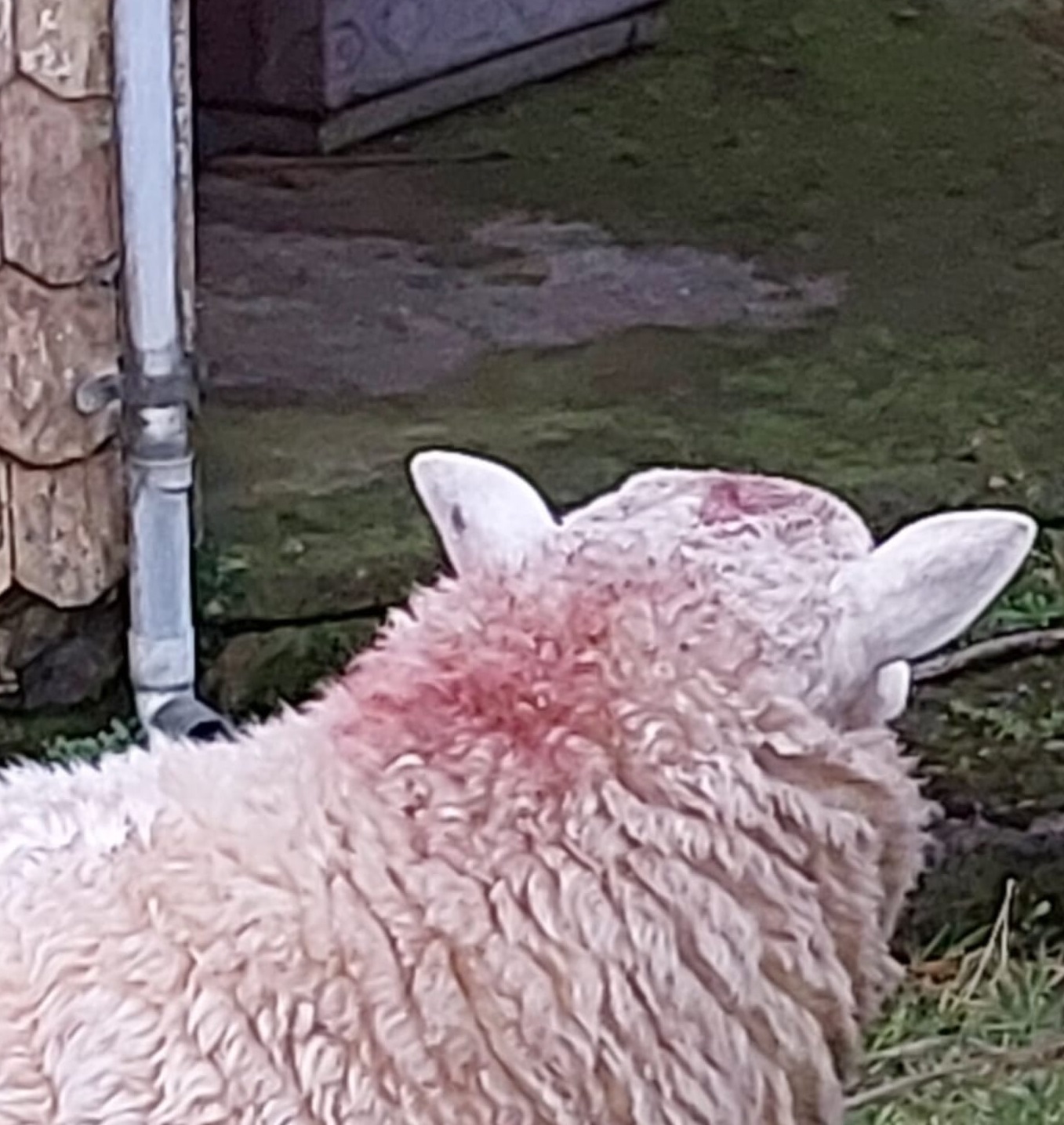 Muere hombre que habría sido embestido por un carnero en Maullín: SIP investiga lo acontecido