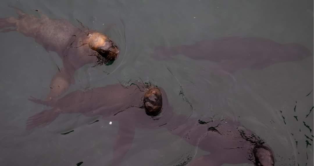 Denuncian en Calbuco muerte de lobos marinos