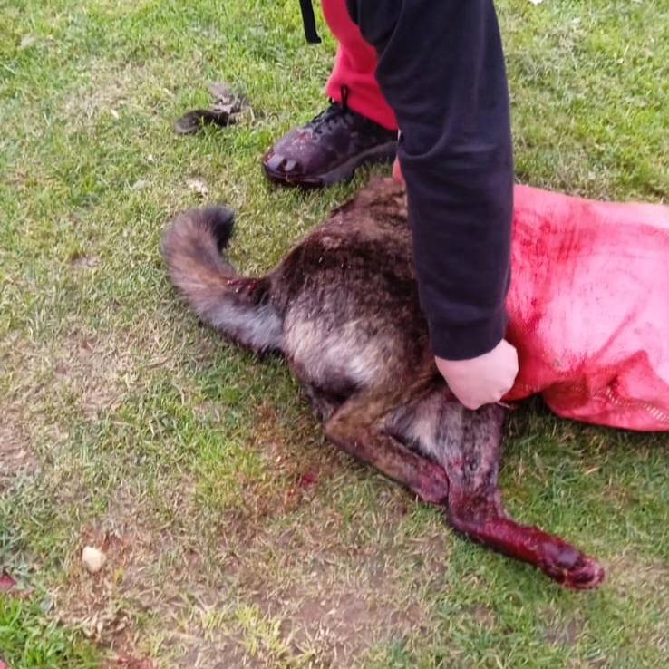 Carabineros detiene a sujeto acusado de matar a hachazos a perro en Ancud