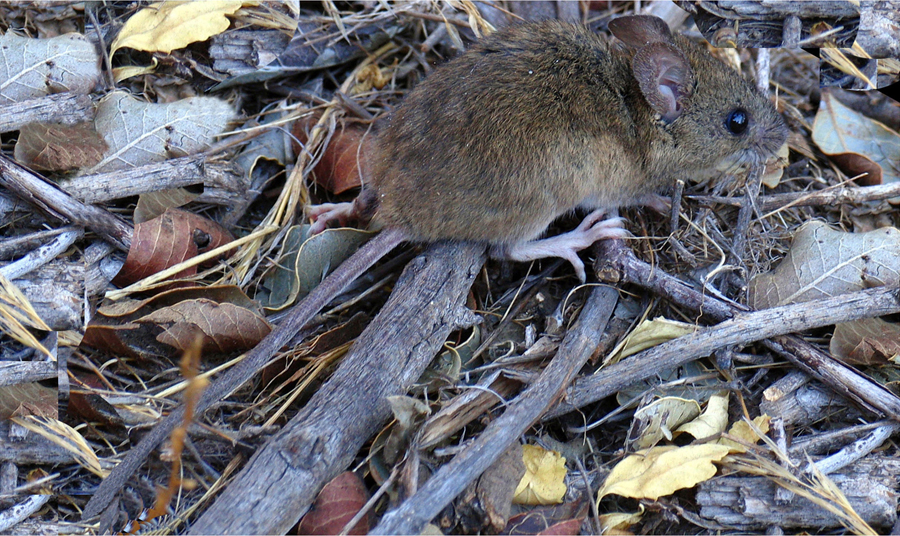 Trabajador fallece por hantavirus en la región de Los Lagos
