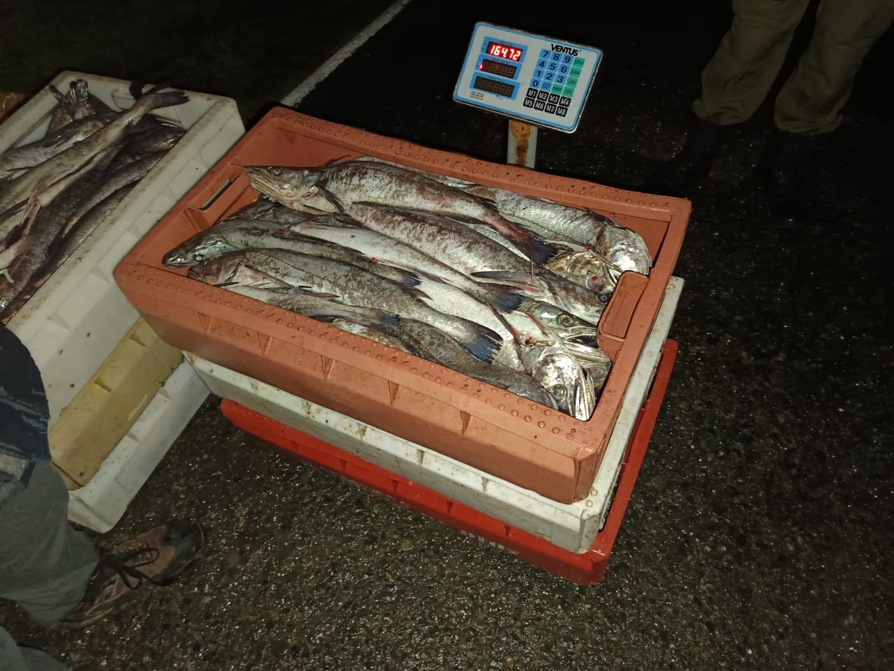 A menos de un día del inicio de la veda de la merluza austral, incautan casi 4 toneladas de origen ilegal