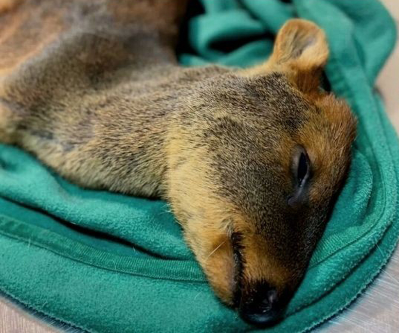 Suman y siguen las cifras de pudúes muertos por ataques de perros en Chiloé