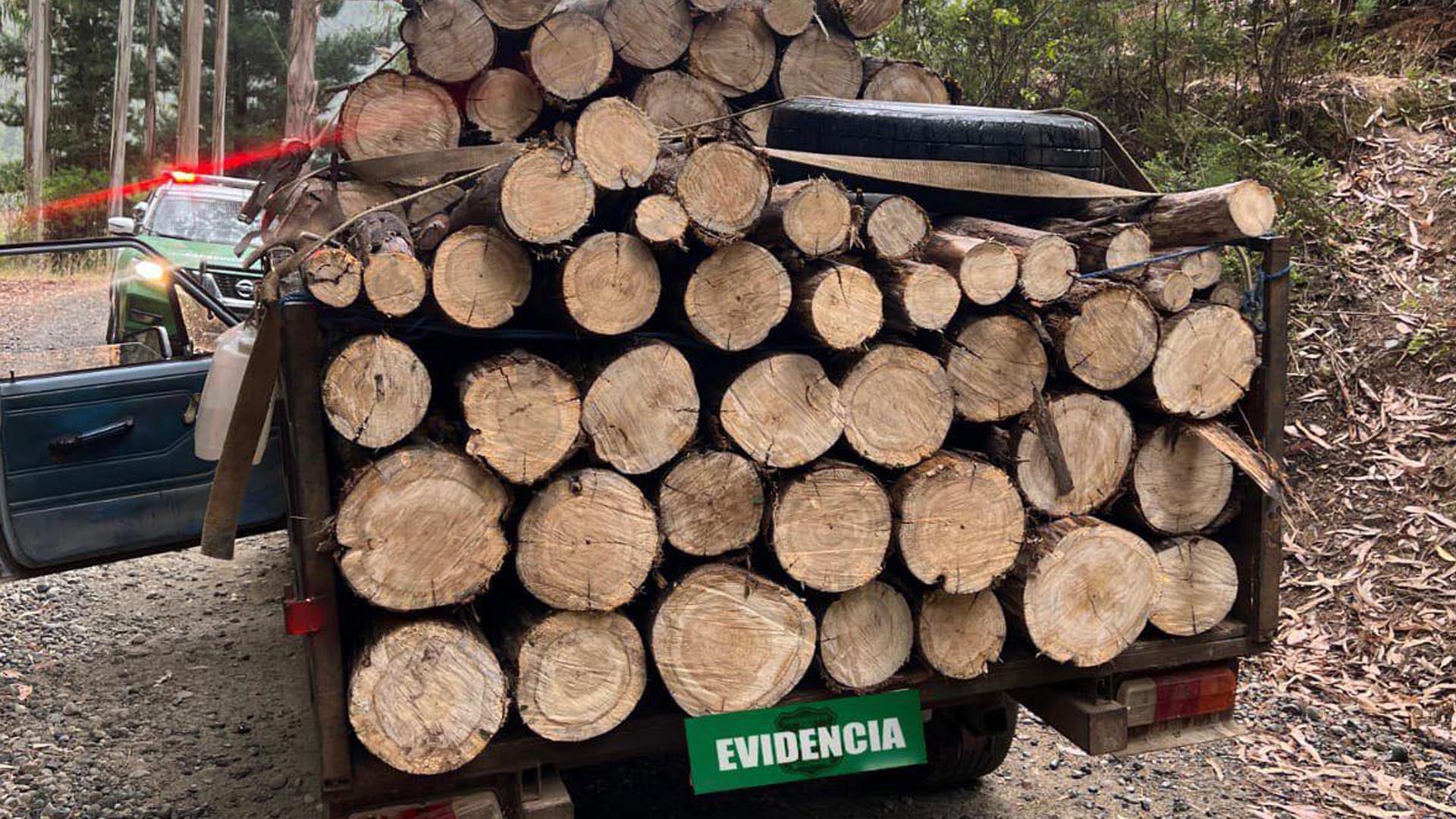 Extracción de madera y venta ilegal de “locos” deja cuatro detenidos en Ancud