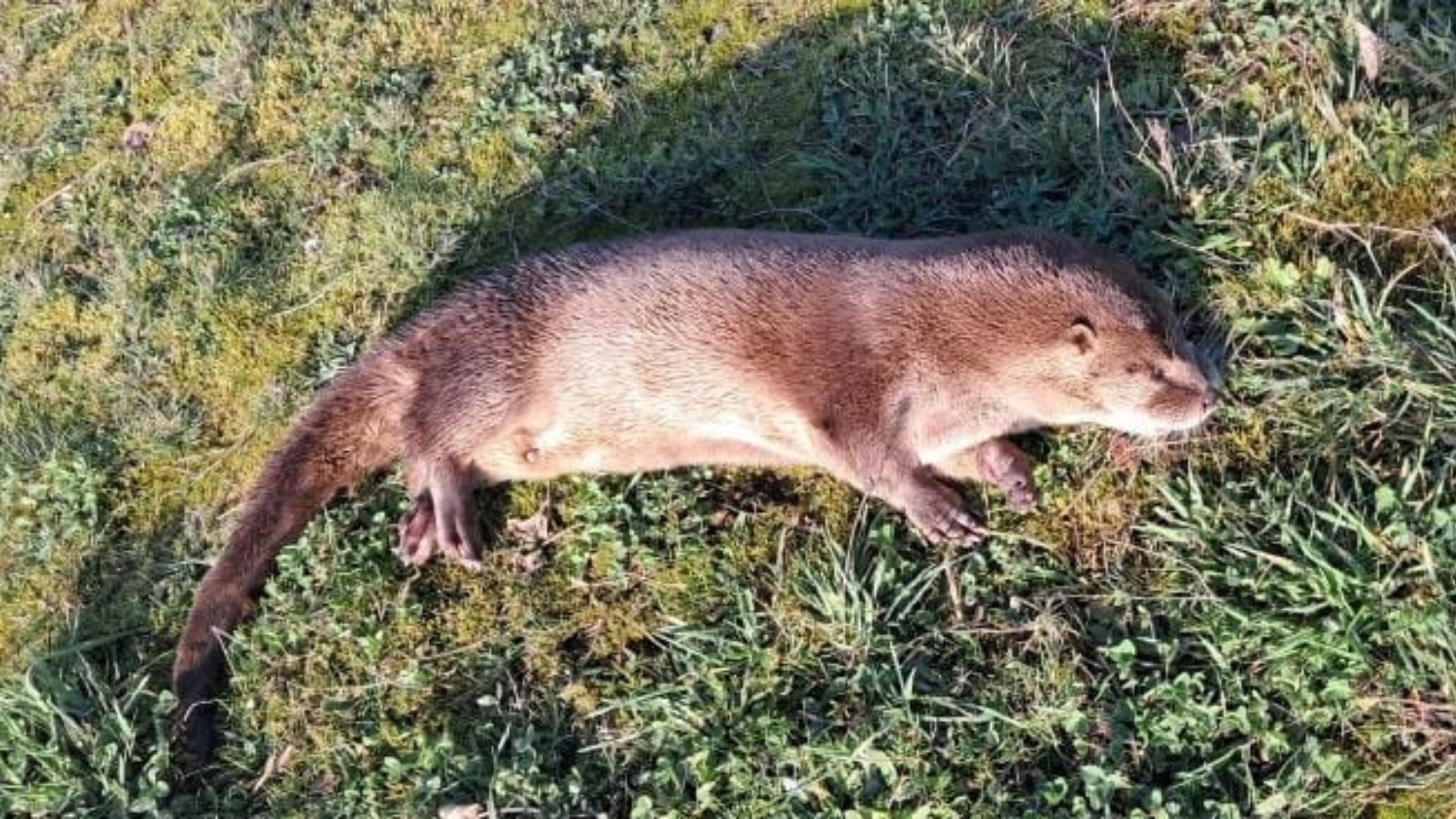 Otro huillín atropellado en Tarahuín reabre la urgencia por medidas efectivas de protección a la fauna en Chiloé