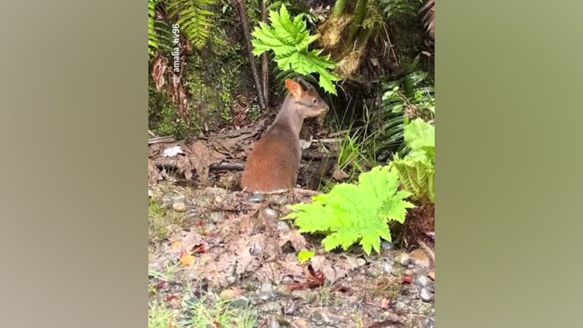 Pudú es captado comiendo nalca en Chiloé y genera ternura en redes sociales