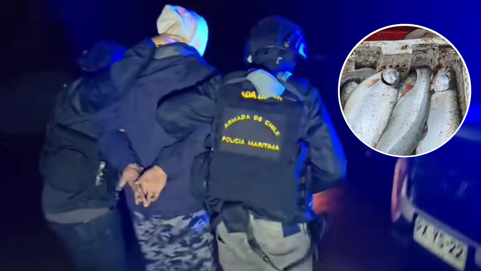 Cae banda que robaba toneladas de salmón en Chiloé y el sur de Chile