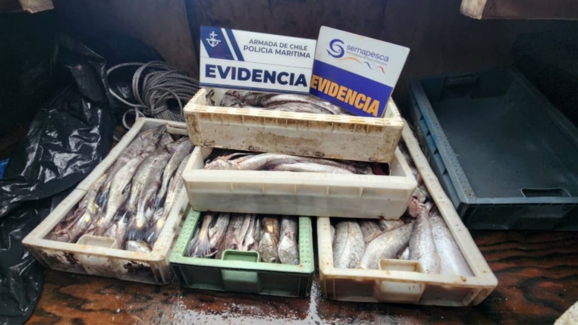 Operativo en el golfo de Ancud deja un detenido y más de una tonelada de merluza incautada