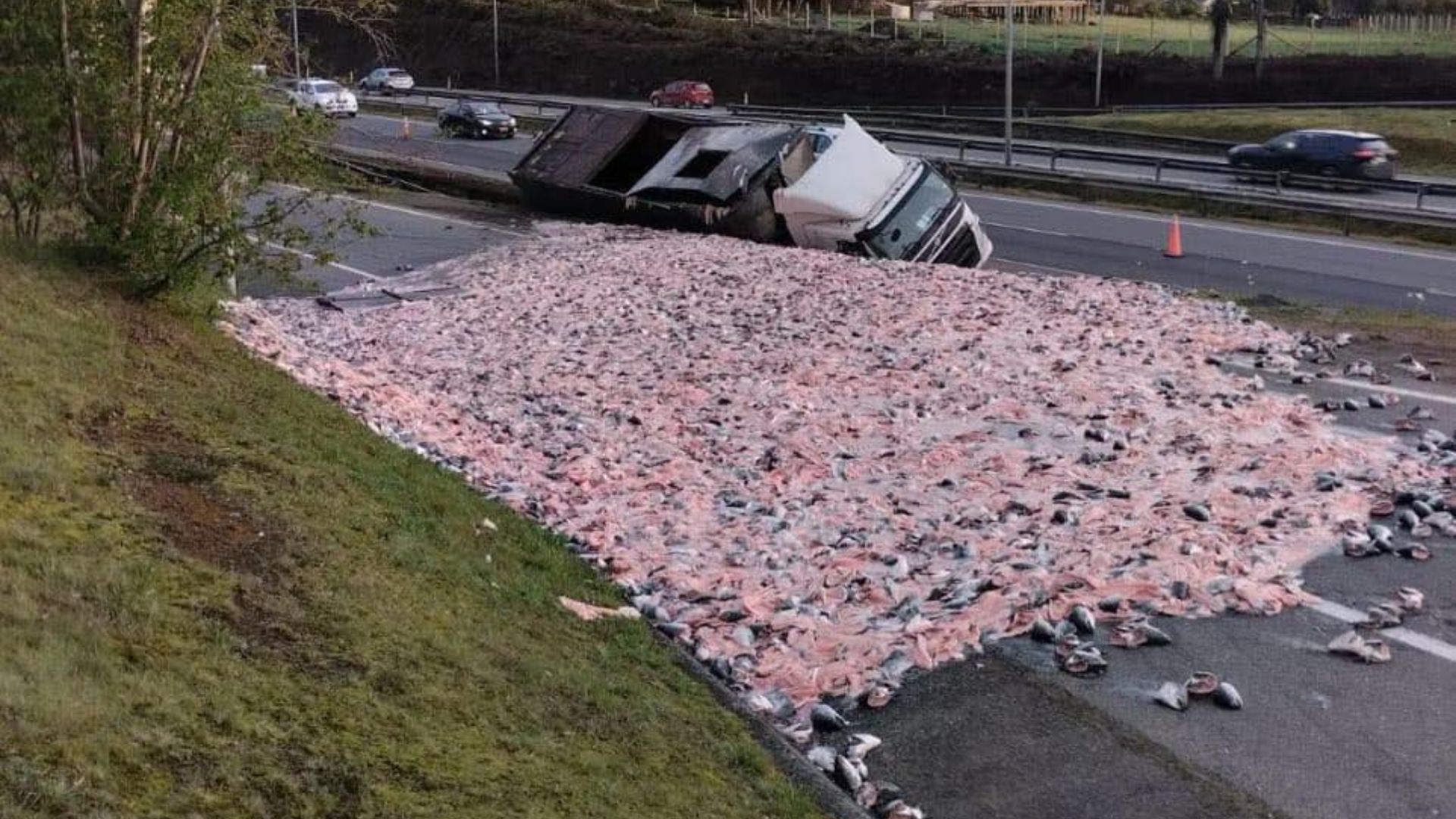 Limpian Ruta 5 Sur tras volcamiento de camión con vísceras de salmón en Llanquihue