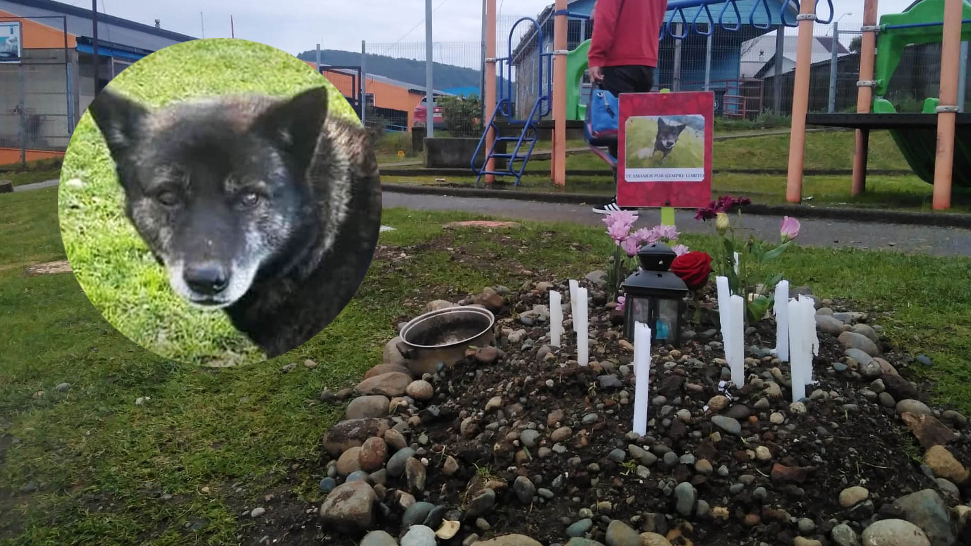 Hombre acusado por muerte de “Lobito” seguirá bajo tratamiento psiquiátrico en Ancud