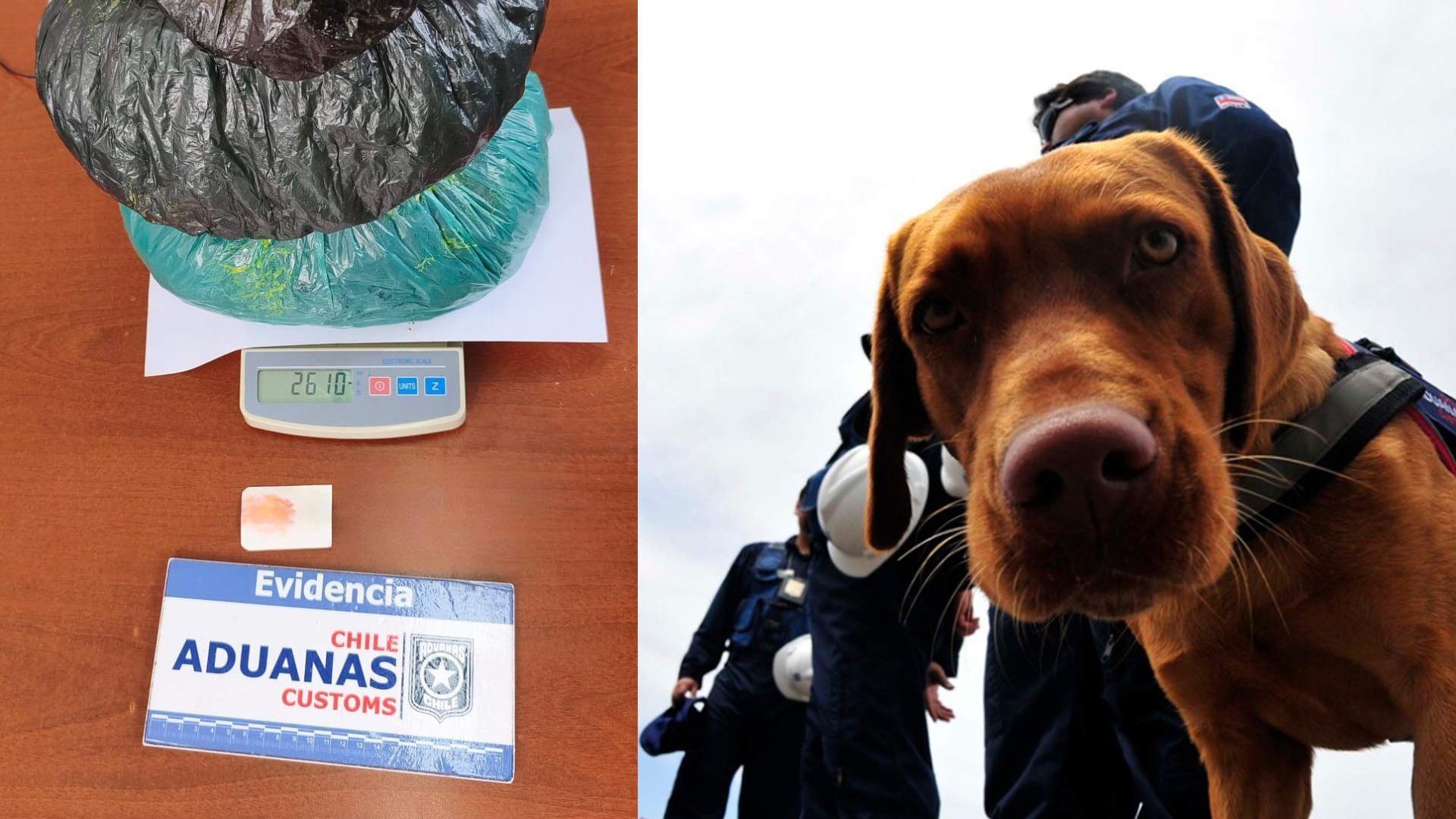 Perro detector impidió traslado de más de dos kilos de marihuana desde Puerto Montt hacia Chaitén