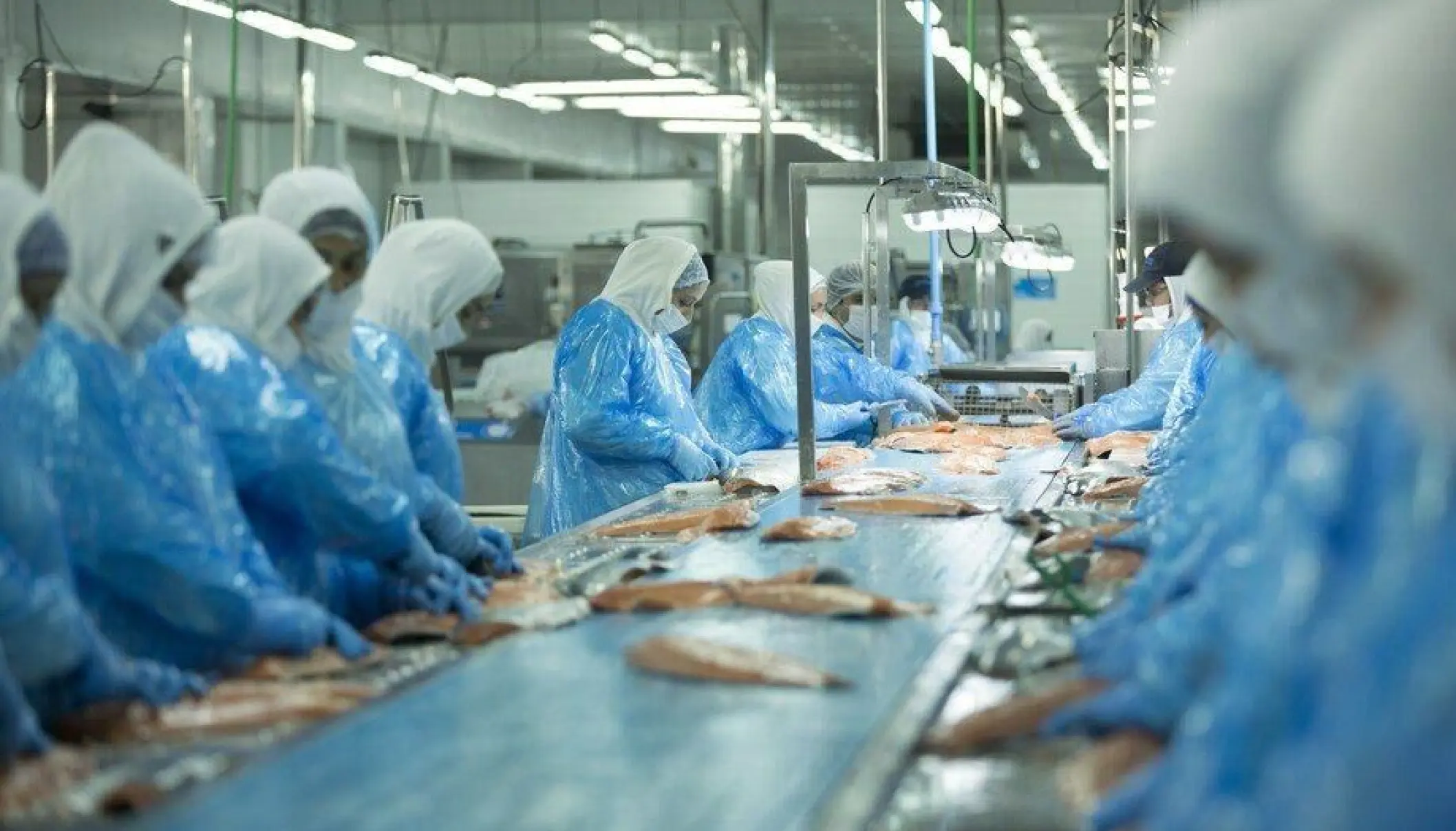 Investigan fuga de amoniaco en planta industrial de Quellón