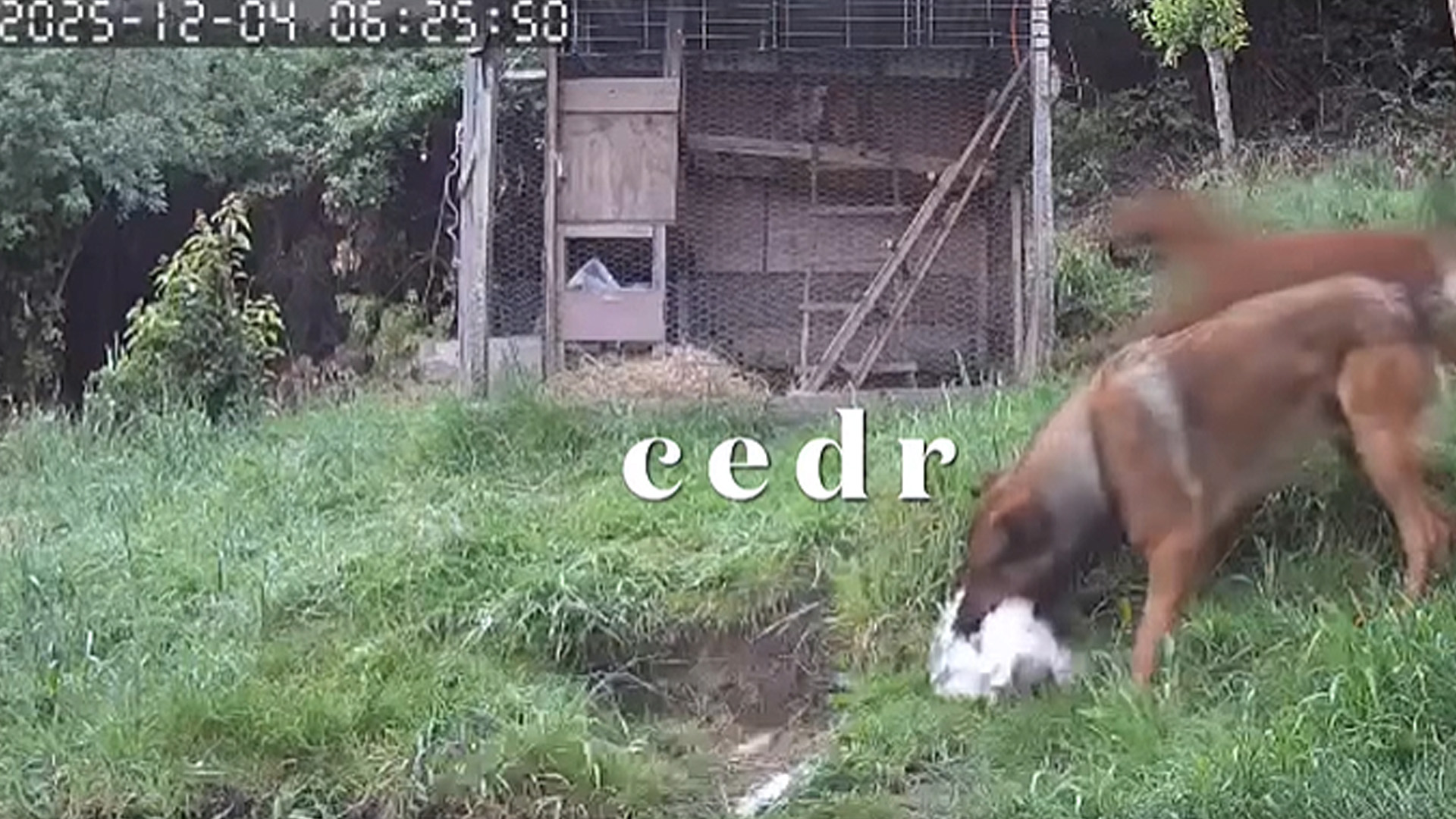 Alarmante ola de ataques de perros tiene en alerta máxima a familias de Chinquihue