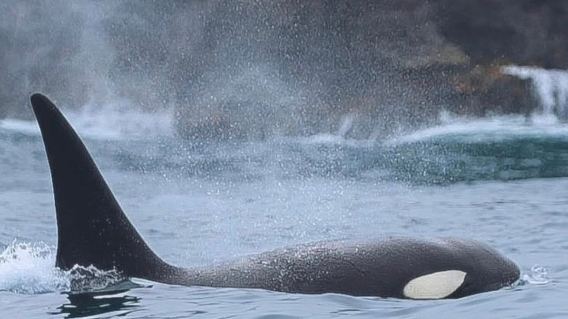 Turistas viven memorable avistamiento de orcas en el Parque Nacional Chiloé