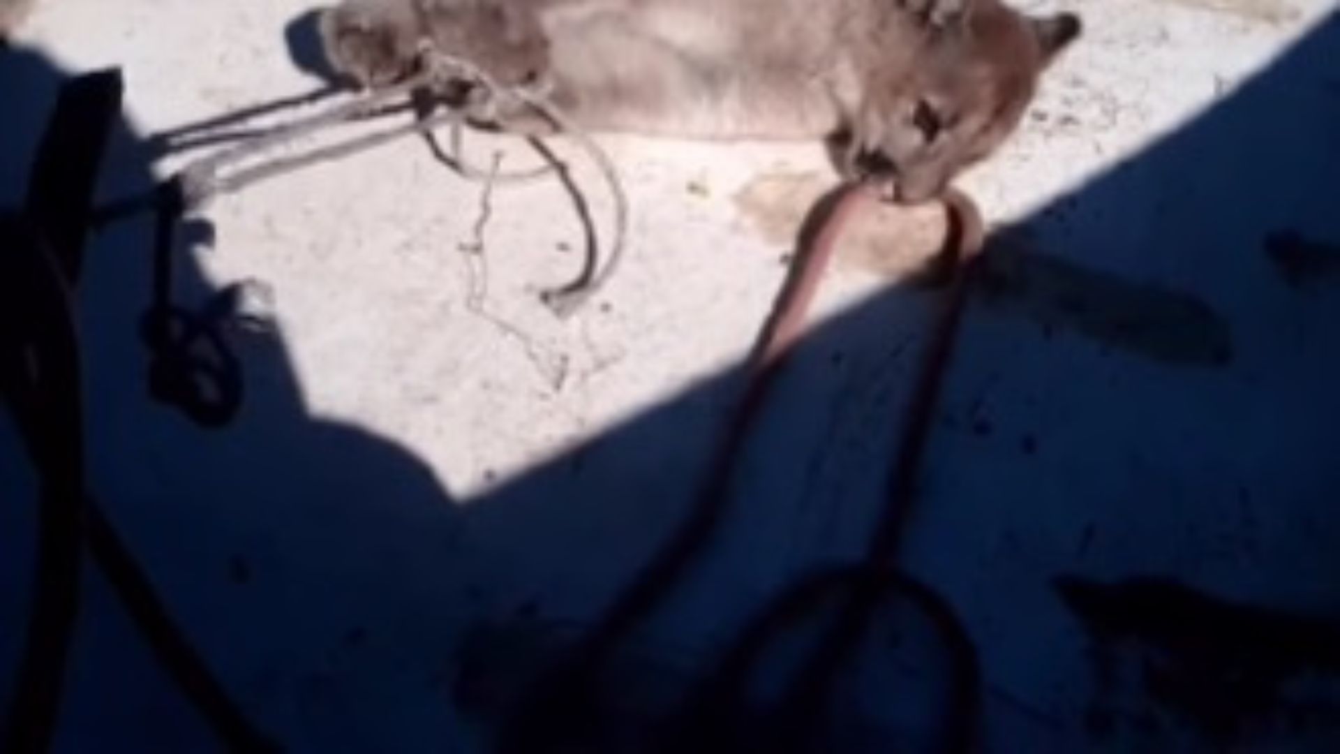 Grave denuncia por matanza ilegal de pumas en la cuenca del Río Puelo