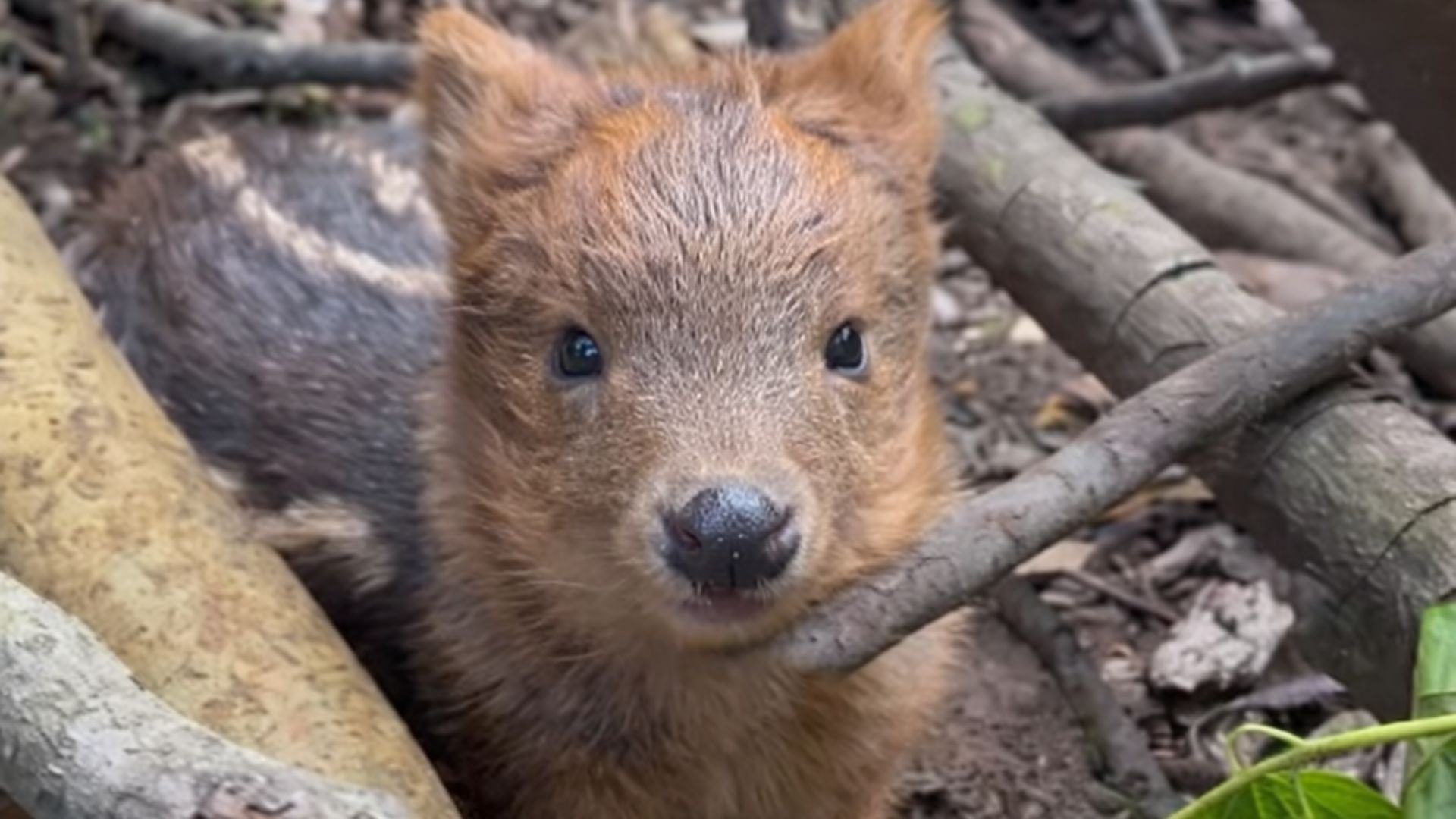 Temporada de nacimientos marca un periodo clave para la protección del pudú en el sur de Chile