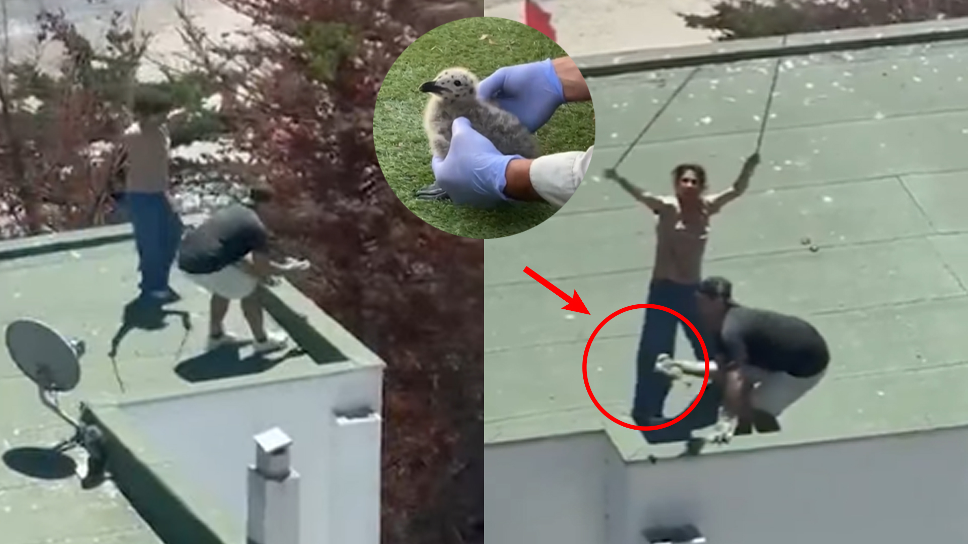 Indignación en Maitencillo por maltrato animal termina con detenidos puestos en libertad