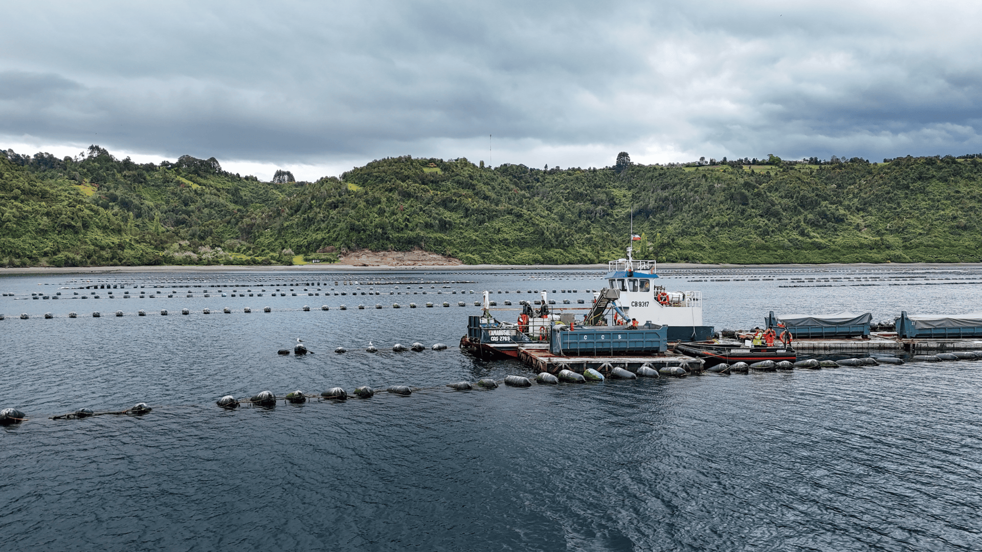 Camanchaca implementa nueva logística marítima para su negocio de mejillones en Chiloé