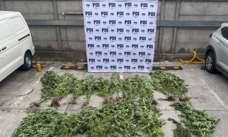 PDI detiene a hombre que mantenía órdenes de captura pendientes en Osorno: fue sorprendido además con plantas de cannabis