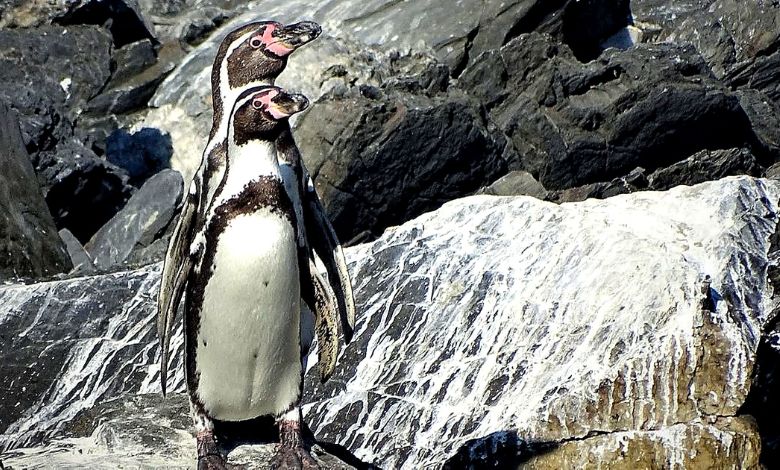 Pingüino de Humboldt es declarado Monumento Natural para reforzar su protección en Chile