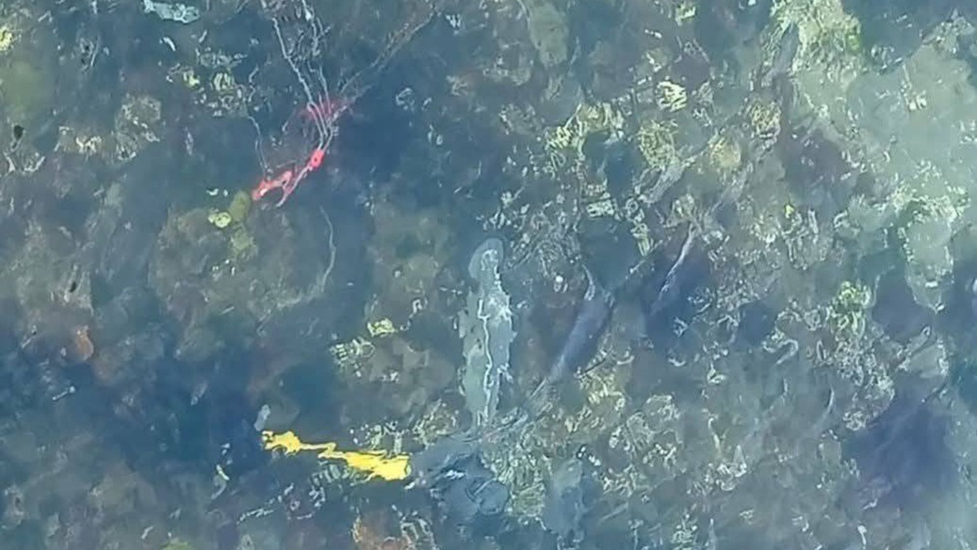 Vandalismo afecta a scooters eléctricos recién implementados en Puerto Montt