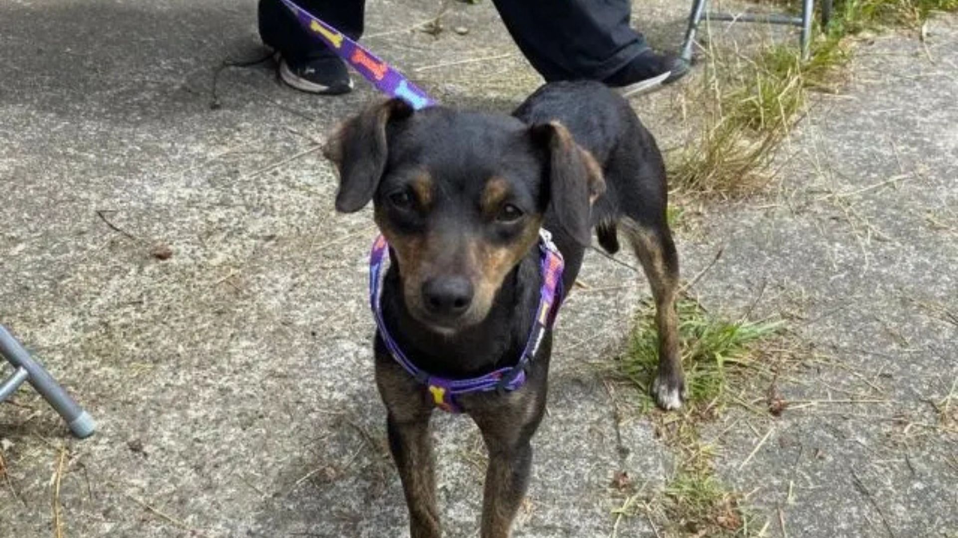 Realizan 285 esterilizaciones de mascotas en sectores rurales e insulares de Calbuco