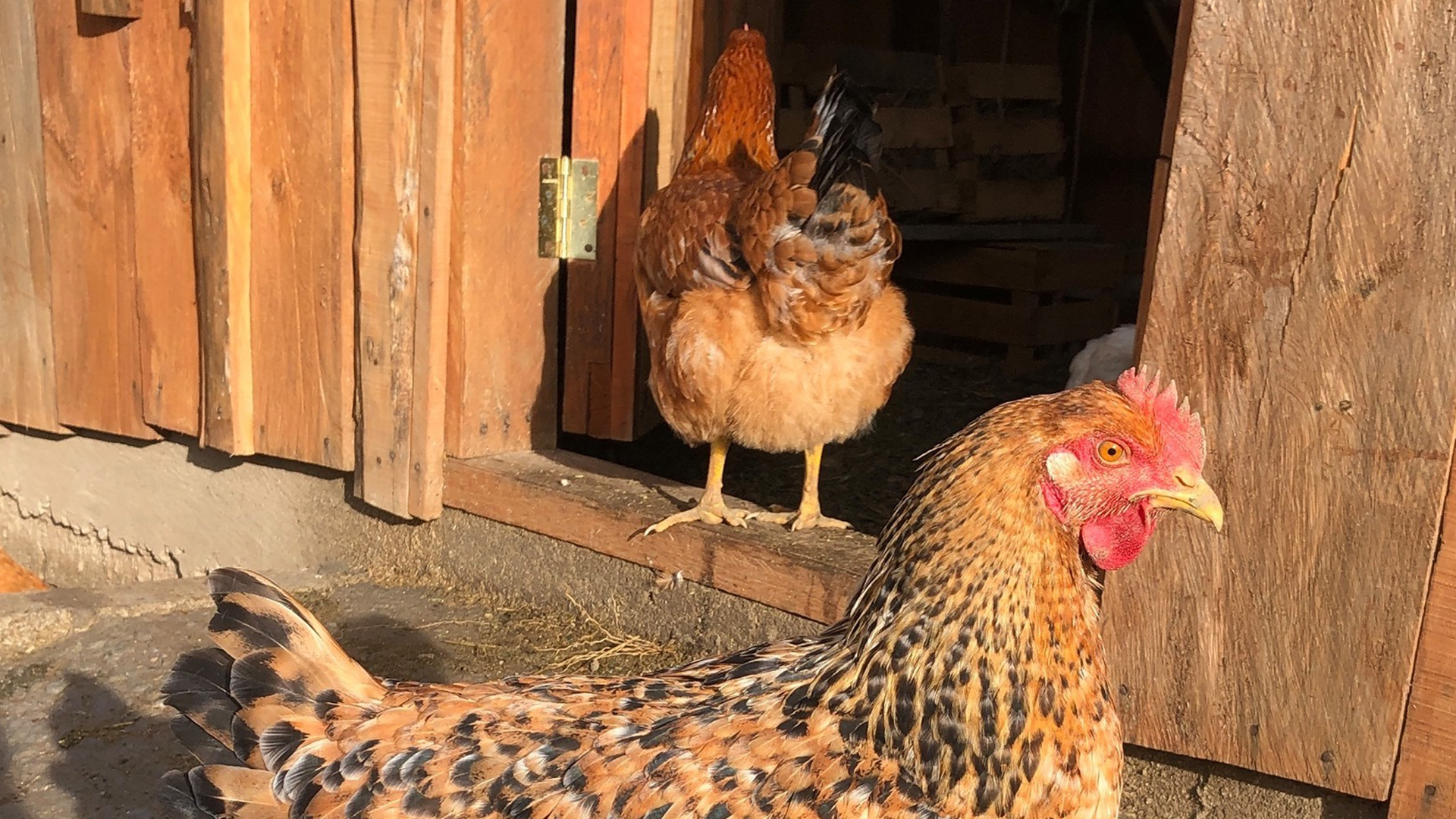 Intensifican monitoreo por influenza aviar en Los Lagos sin casos detectados