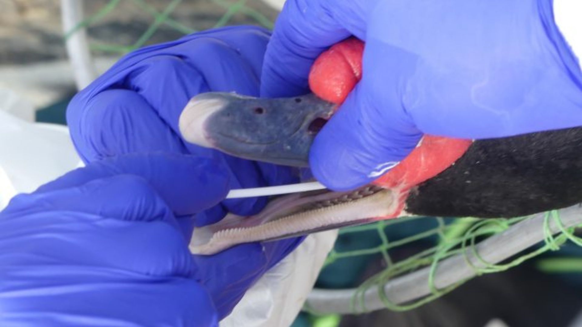 Activan alerta preventiva en Los Lagos por detección de influenza aviar en cisne