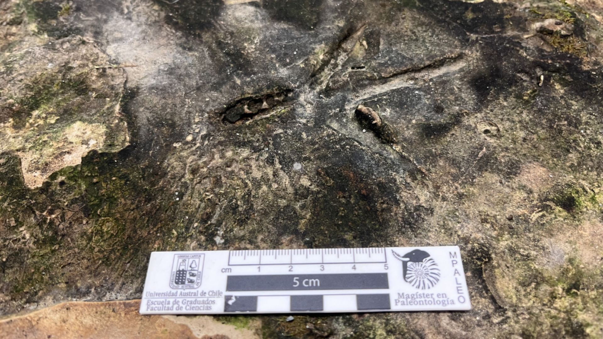 Hallazgo en Pilauco revela antiguas huellas que sorprenden a la ciencia