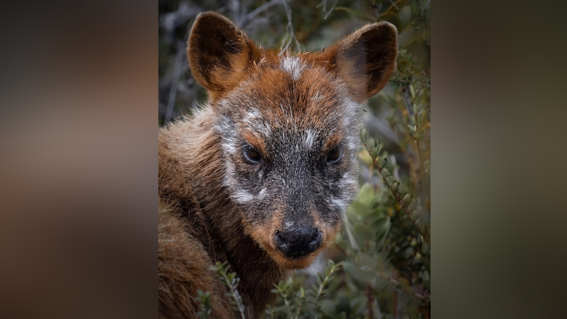Hallazgo de un extraño pudú con “canas” sorprende a habitantes de Chiloé