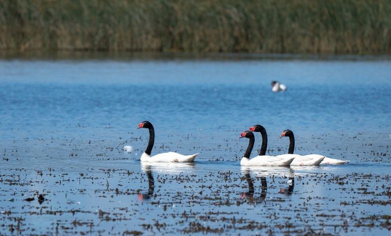 Detectan nuevo caso de influenza aviar en cisne hallado en Puerto Montt