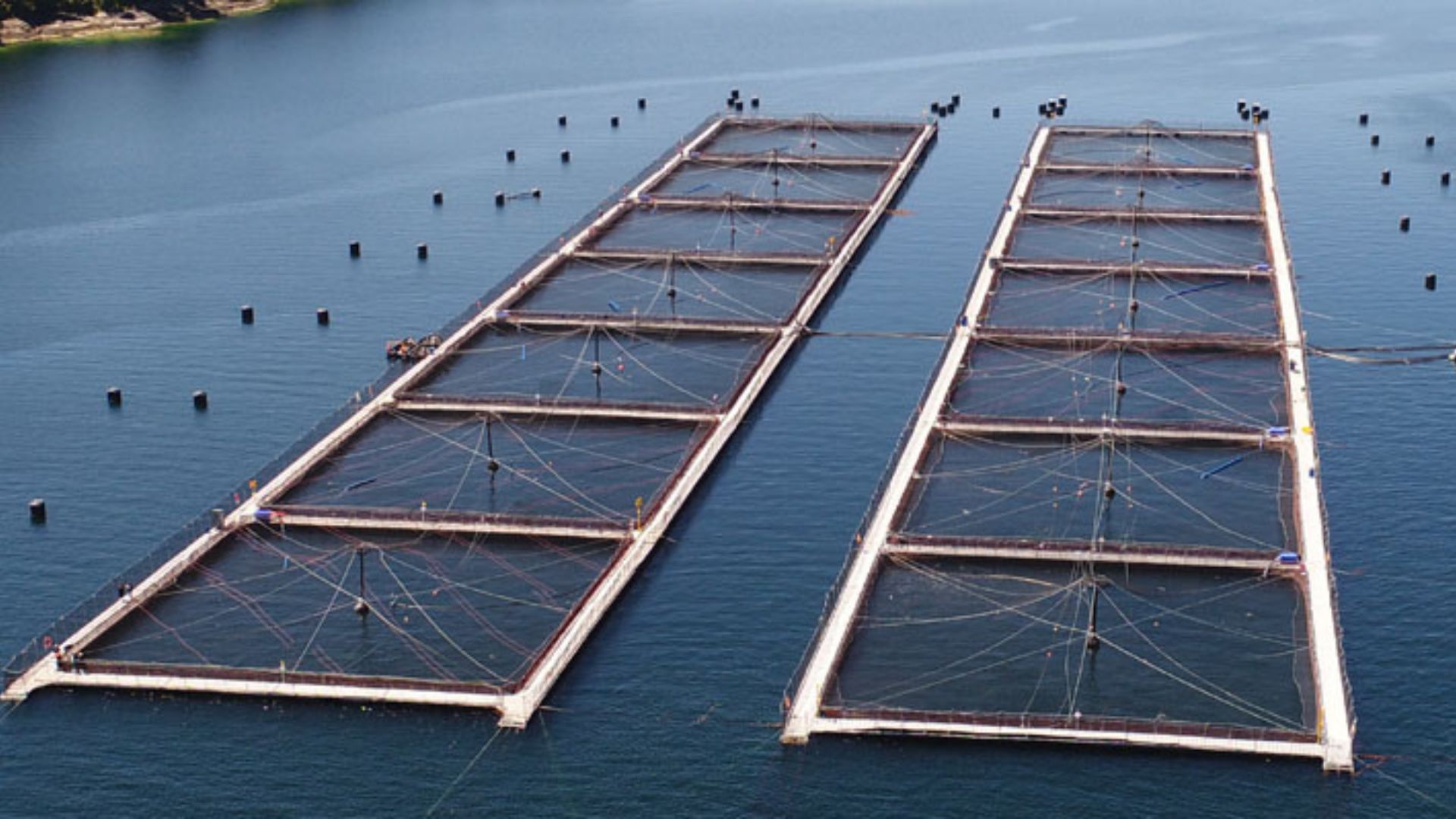 Sernapesca investiga eventual escape de salmones en el lago Llanquihue