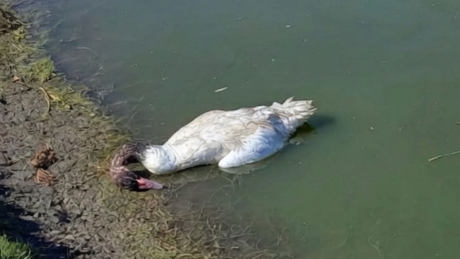Detectan nuevo caso de influenza aviar en Ancud y región entra en emergencia sanitaria animal