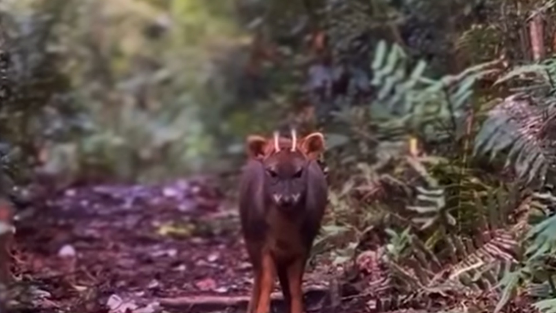 Pudú se enoja al encontrarse con personas en un sendero en Quellón