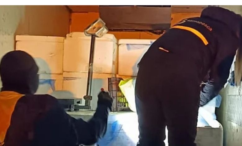 Detienen a conductor que transportaba casi dos toneladas de recursos marinos en Calbuco