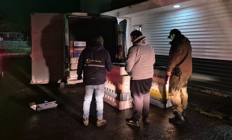 Incautan casi tres toneladas de merluza austral en fiscalización realizada en Pargua