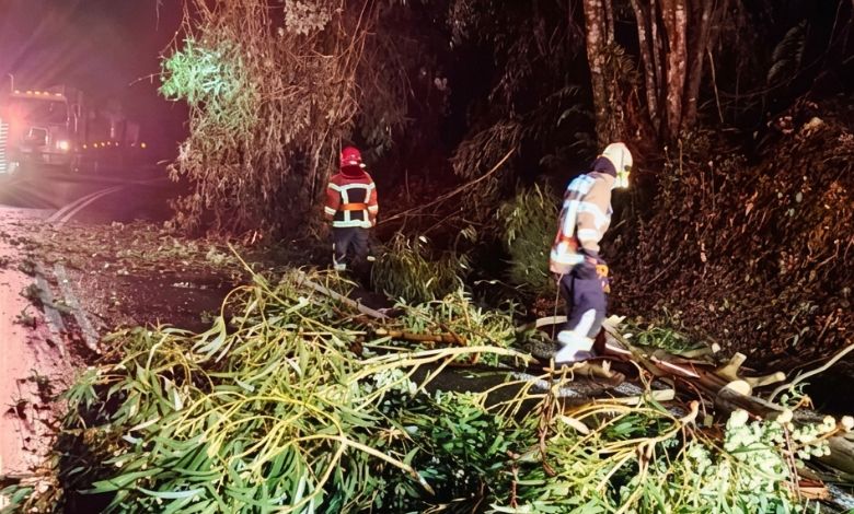 Árboles caídos interrumpieron tránsito en la ruta a Ralún y Bomberos despejó la vía