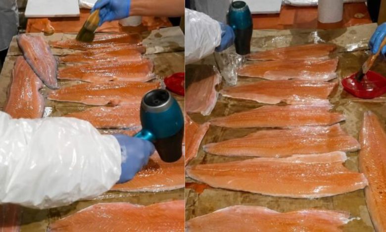 Impactante video expone adulteración de salmones en descomposición para venta ilegal en Puerto Montt