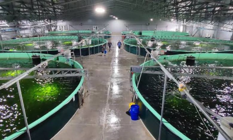 Investigan muerte de trabajador que cayó a una piscina de piscicultura de Chonchi