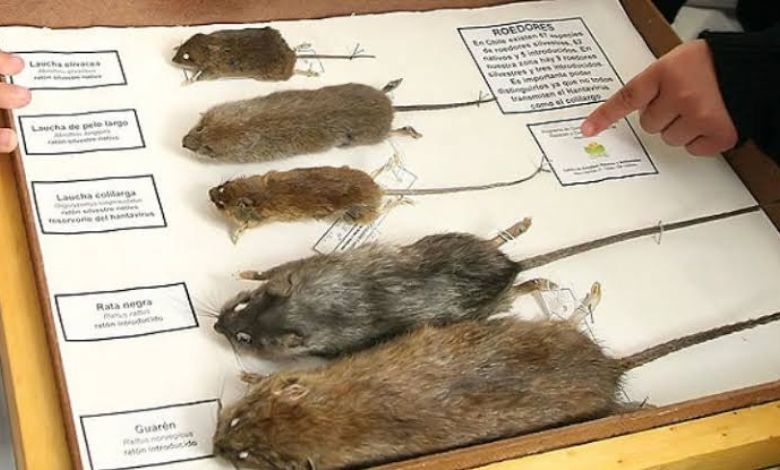 Los Lagos registra la mayor letalidad por hantavirus del país durante 2026