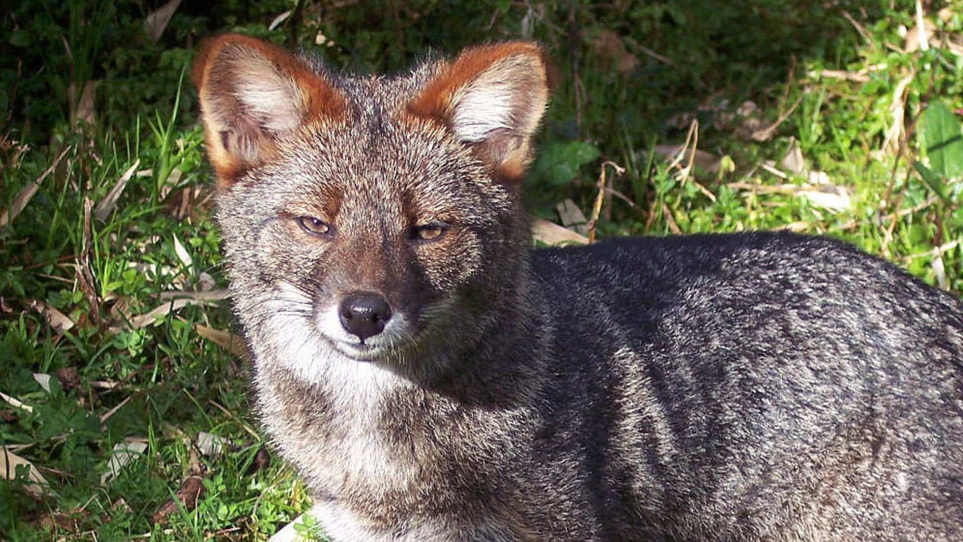 Estudio sobre el zorro chilote plantea volver a declararlo en peligro crítico de extinción
