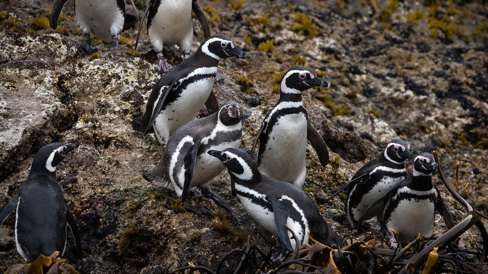 Puñihuil y Queilen inician nueva temporada de avistamiento de pingüinos en Chiloé
