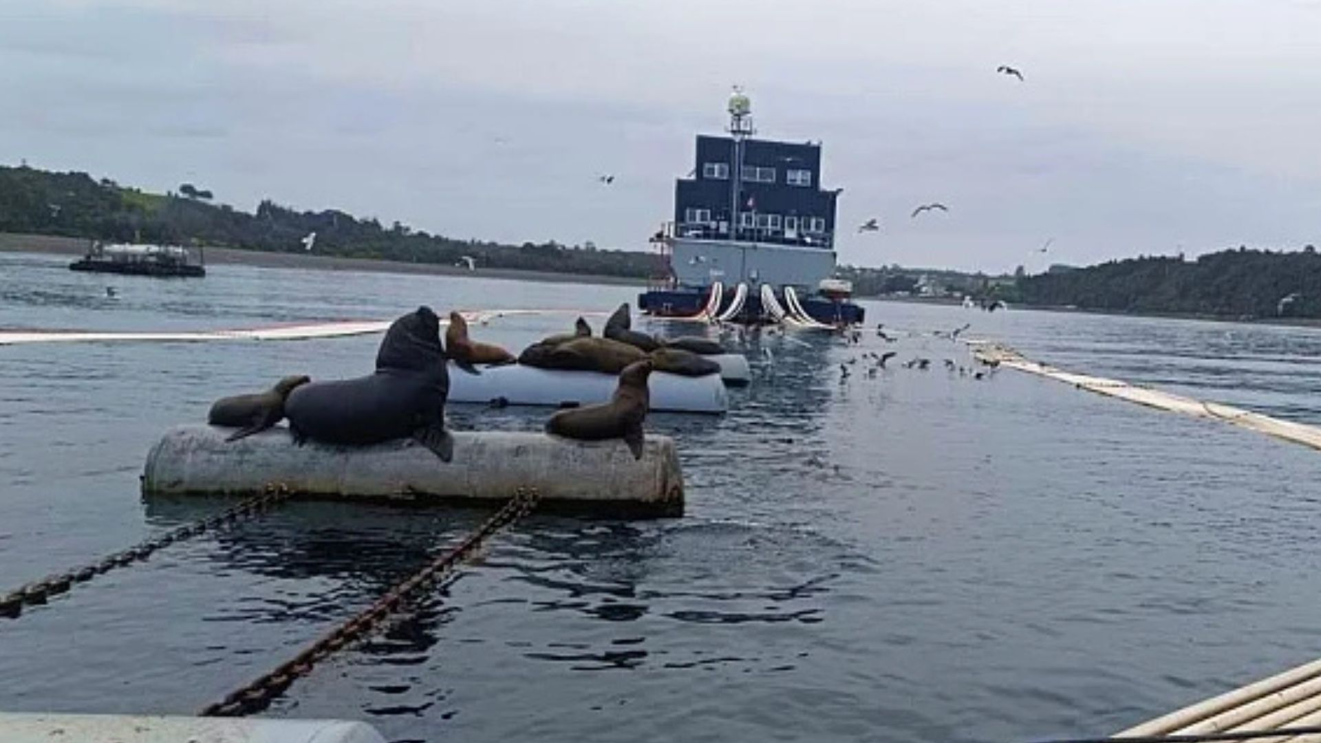 Caleta Bay denuncia presunto sabotaje tras rotura de redes en centro de Calbuco