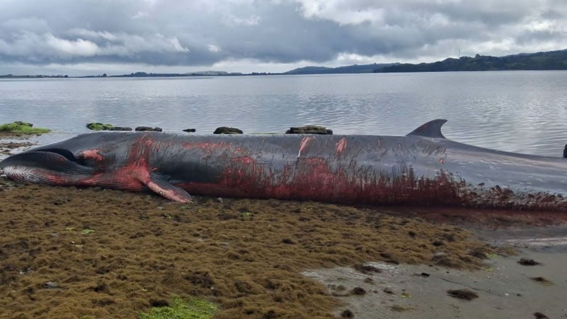 Investigan muerte de ballena Sei de 12 metros en la Reserva Marina de Pullinque en Ancud